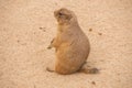 Black-Tailed prairie dog sitting on the sand, Cynomys ludovicianus Royalty Free Stock Photo