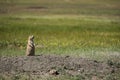 Black-tailed Prairie Dog squealing from Grasslands National Park