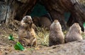 Black-tailed prairie dog is standing Royalty Free Stock Photo