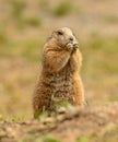 Black tailed prairie dog standing and eating Royalty Free Stock Photo