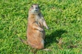 Black-tailed prairie dog standing on its hind legs Royalty Free Stock Photo