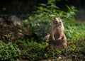 Black-tailed prairie dog is standing and looking straight Royalty Free Stock Photo