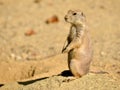 Black-tailed Prairie Dog standing on rock Royalty Free Stock Photo