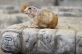 A Black-tailed prairie dog standing on a rock Royalty Free Stock Photo