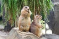 Black tailed prairie dog standing on Stone Outdoors Royalty Free Stock Photo