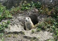 Black Tailed Prairie Dog, at trhe zoo. Royalty Free Stock Photo