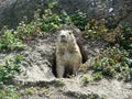 Black Tailed Prairie Dog, at trhe zoo.