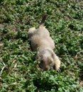 Black Tailed Prairie Dog, at trhe zoo. Royalty Free Stock Photo