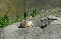 Black Tailed Prairie Dog, at trhe zoo. Royalty Free Stock Photo