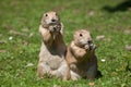 Black-tailed prairie dog (Cynomys ludovicianus). Royalty Free Stock Photo