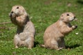 Black-tailed prairie dog (Cynomys ludovicianus). Royalty Free Stock Photo