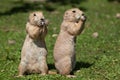 Black-tailed prairie dog (Cynomys ludovicianus). Royalty Free Stock Photo