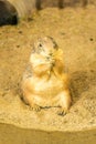 Black-tailed prairie dog at the zoo Royalty Free Stock Photo