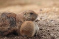 Black-tailed prairie dog in zoo in prag in czech in spring. Royalty Free Stock Photo