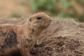 Black-tailed prairie dog in zoo in prag in czech in spring. Royalty Free Stock Photo