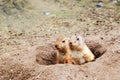 Black-tailed Prairie Dogs Royalty Free Stock Photo