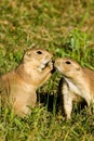 Black Tailed Prairie Dogs Royalty Free Stock Photo