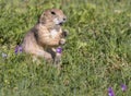 Black-tailed prairie dog is eating purple flowers Royalty Free Stock Photo