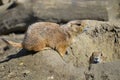 Black-tailed Prairie Dogs Royalty Free Stock Photo