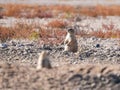 Black-tailed Prairie dogs in Colorado plains Royalty Free Stock Photo