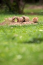 Black tailed prairie dogs Royalty Free Stock Photo