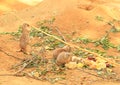 Black-tailed prairie dogs Royalty Free Stock Photo