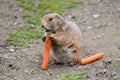 Black tailed prairie dog, eats a carrot