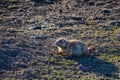 Black-tailed prairie dogs (Cynomys ludovicianus) near the mink on the field. Royalty Free Stock Photo