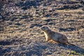 Black-tailed prairie dogs (Cynomys ludovicianus) near the mink on the field. Royalty Free Stock Photo