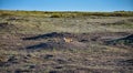 Black-tailed prairie dogs (Cynomys ludovicianus) near the mink on the field. Royalty Free Stock Photo