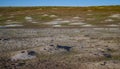 Black-tailed prairie dogs (Cynomys ludovicianus) near the mink on the field. Royalty Free Stock Photo