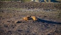 Black-tailed prairie dogs (Cynomys ludovicianus) near the mink on the field. National Park Royalty Free Stock Photo