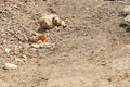 Black-tailed prairie dogs - rodents lying on ground Royalty Free Stock Photo