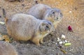 Black-tailed Prairie Dogs Cynomys Ludovicianus in wildlife Royalty Free Stock Photo