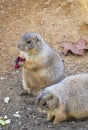 Black-tailed Prairie Dogs Cynomys Ludovicianus in wildlife Royalty Free Stock Photo