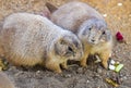 Black-tailed Prairie Dogs (Cynomys Ludovicianus) in wildlife Royalty Free Stock Photo