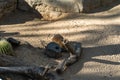 Black tailed prairie dogs Cynomys ludovicianus in zoo Barcelona Royalty Free Stock Photo