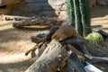 Black tailed prairie dogs Cynomys ludovicianus in zoo Barcelona