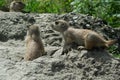 Black Tailed Prairie Dogs, at trhe zoo.