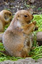 Black-tailed prairie dogs Royalty Free Stock Photo