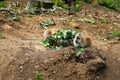 Black Tailed Prairie Dogs Eating Broccoli Royalty Free Stock Photo