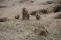 Black tailed prairie dogs eating carots. Cynomys ludovicianus. Ground squirrels in a zoo Royalty Free Stock Photo