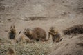 Black tailed prairie dogs eating carots. Cynomys ludovicianus. Ground squirrels in a zoo Royalty Free Stock Photo