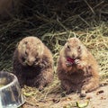 Black-tailed prairie dogs feeding Royalty Free Stock Photo