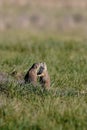 Black-tailed Prairie Dogs Kiss  600374 Royalty Free Stock Photo