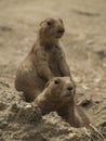 2 Black-Tailed Prairie Dogs On The Lookout Royalty Free Stock Photo