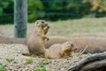 Black Tailed Prairie Dogs Royalty Free Stock Photo