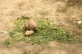 Black-tailed prairie dogs - parent and cub rodents eating grass Royalty Free Stock Photo