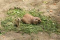 Black-tailed prairie dogs - parent and cub rodents eating grass Royalty Free Stock Photo