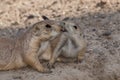 Black tailed Prairie Dogs playing Royalty Free Stock Photo